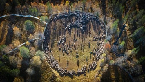 Giedtie-et samisk reingjerde, med fangstarmer, rein og arbeidsfolk med lasso.