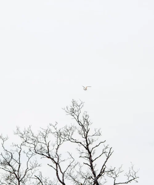 Foto: Stein Valkoinen